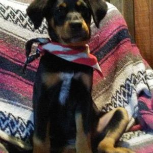 Meet your Posher, Nick